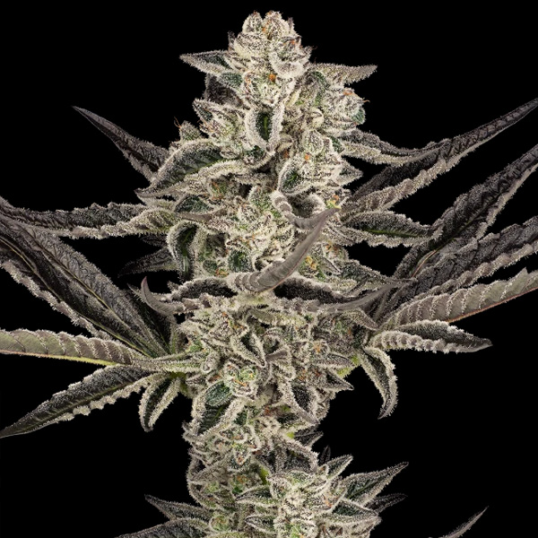Purple Pickle Auto > Sensi Seeds | Autoflowering Cannabis   |  Hybrid